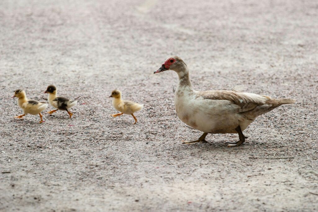 mom and baby ducks cross the road